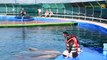 Marmaris Dolphin Park | Marmaris Dolphinarium