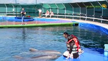 Marmaris Dolphin Park | Marmaris Dolphinarium