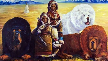 Dünyanın En Büyük 5 Köpek Irkı gördünüzmü izleyelim