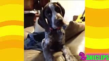 Can`t Stop Laughing Animals Gone Crazy