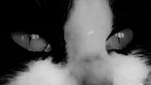 Découvrez l'histoire de Félicette, le premier chat envoyé dans l'espace !