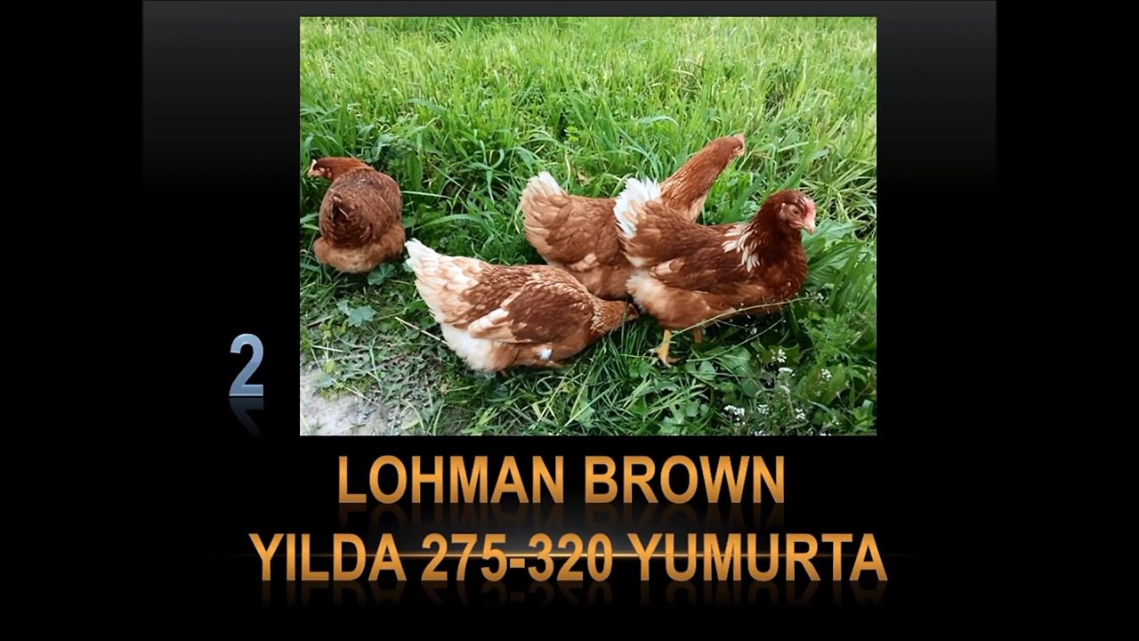 dünyada En Çok YUMURTA Yapan 15 Tavuk cinsi izle