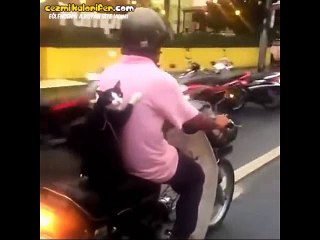 Sahibiyle Beraber Motor Yolculuğuna Çıkan Kedi