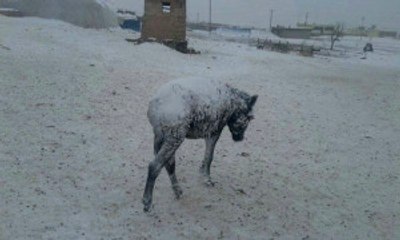 Şanlıurfa'da Yoğun Kar Yağışı! Eşekler Buz Tuttu
