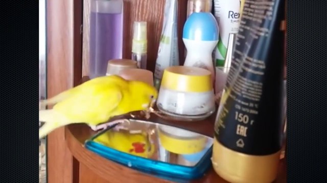 Пойман с поличным. Попугай воришка. Забавный попугай моется в раковине