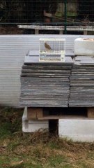 métisse chardonneret 2016