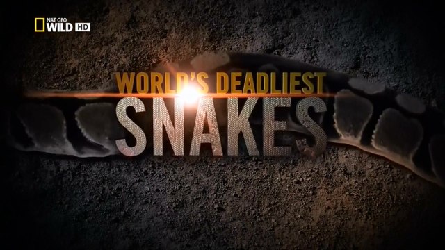 Самые опасные змеи в мире