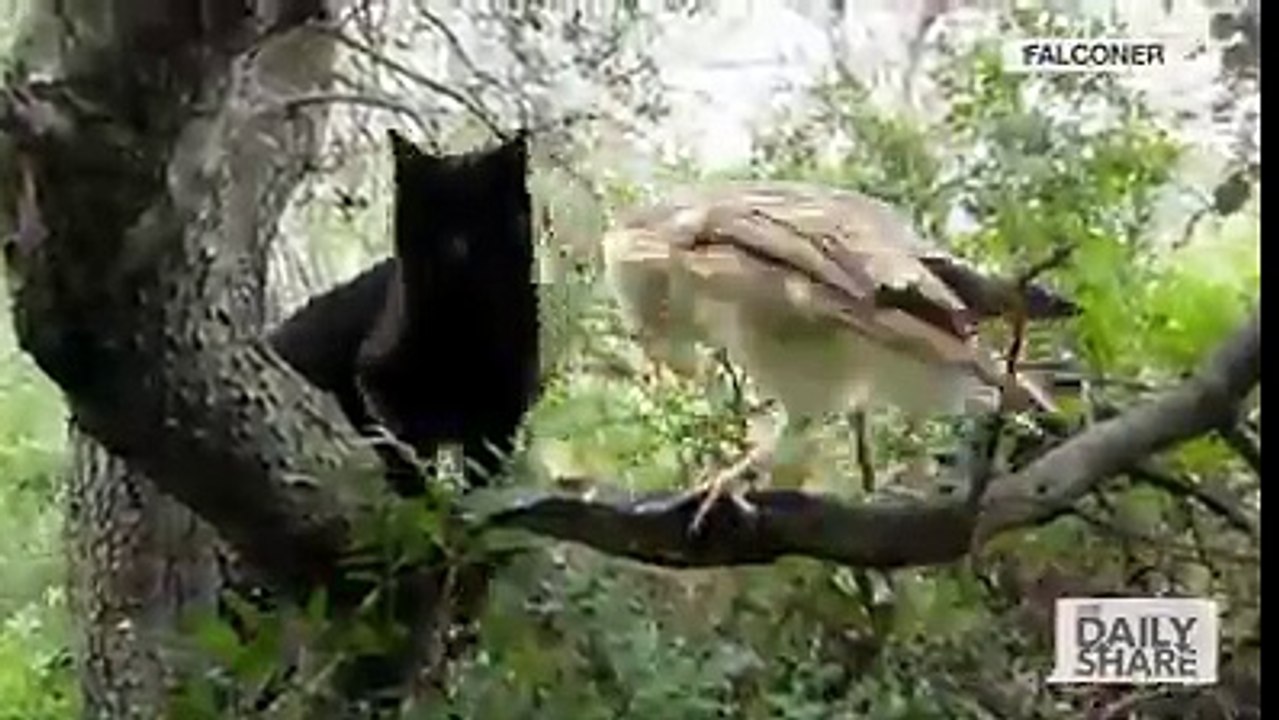 Ce Chat et cette chouette sont meilleurs amis