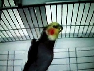 Попугай Корелла говорящий продам