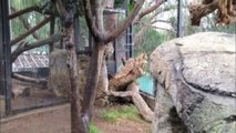 Clouded Leopard Cub Pounces and Plays at the San Diego Zoo