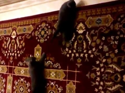 Котята великолепно лазят по вертикальной стене!!!