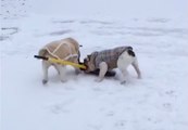 Deux chiens s'amusent avec une pelle !