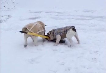 Deux chiens s'amusent avec une pelle !