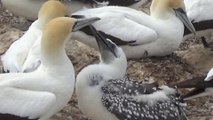 Cape Kidnappers - Colonie de fous austraux