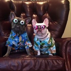 patlakgöz köpekler komik olmuşlar