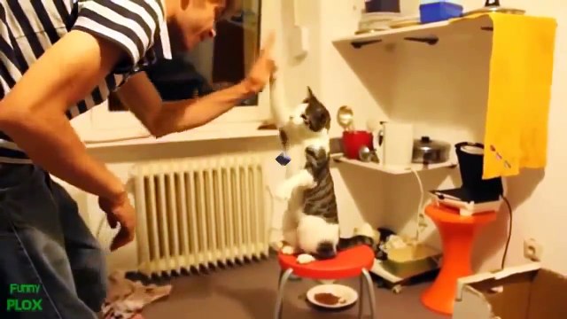 Самые смешные и прикольные животные планеты и конечно же неудачные моменты животных .