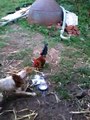 Dog V/s Cock Very Funny Must Watch