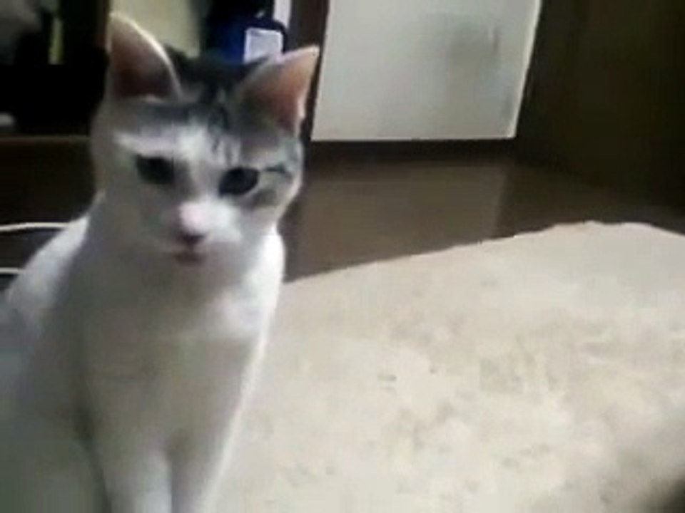 Необычный кот