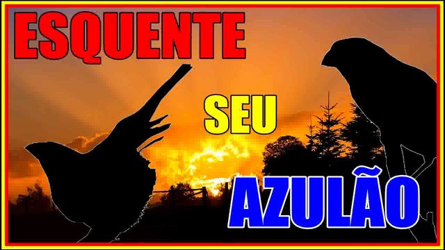 AZULÃO FÊMEA PIANDO E MACHIANDO DURANTE 30MIN PARA ESQUENTAR SEU AZULÃO