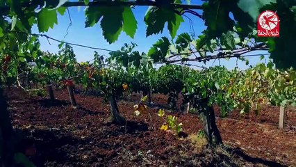 صبح صبح - مؤمن الجناني  طيور الجنة