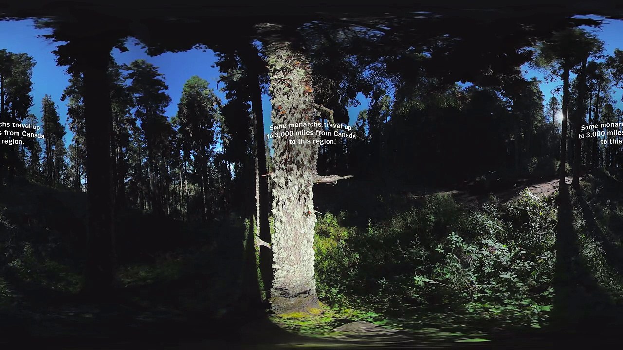 Basking in Butterflies - The Daily 360*