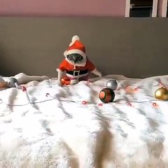 Котик в костюме санты))