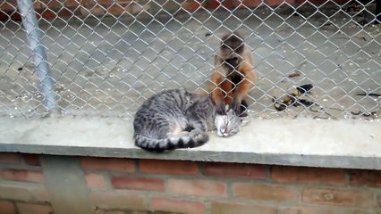 Обезьянка и кот)