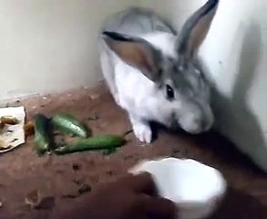 Вредный кролик как котэ