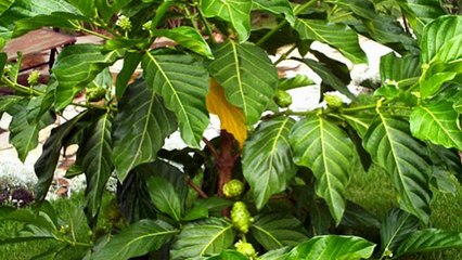 BENEFÍCIOS DA NONI PARA SUA SAÚDE