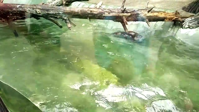 Приколы про животных. Как выдра в воде кайфовала. Fun with animals.