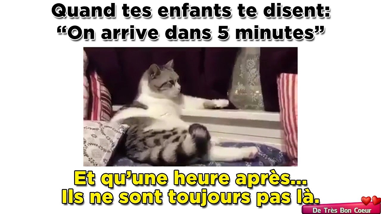 Chat va chauffer