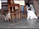 Luta entre Cães e Gatos