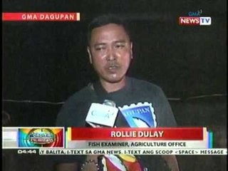 BP: Patay na dolphin, nakita sa tambakan ng basura sa Dagupan City