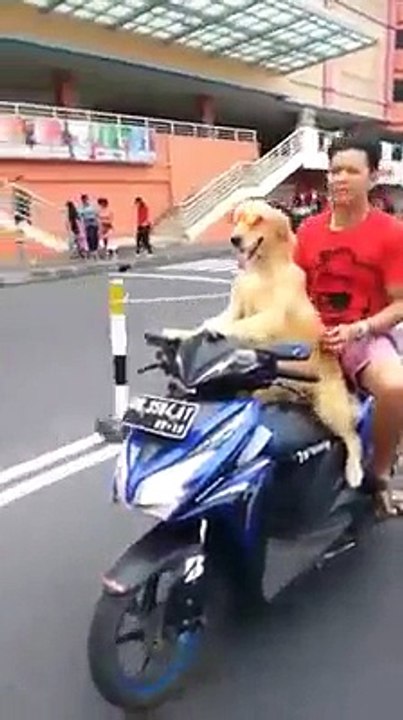 dog drive motocyle and man sitting back seat