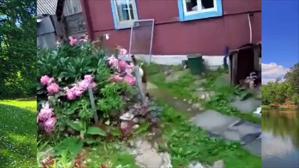 коты на рыбалке