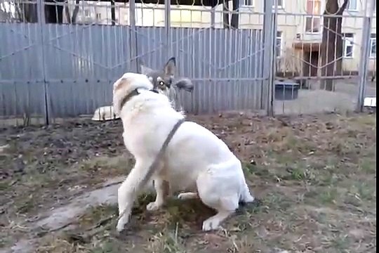 Собачьи БОИ КАВКАЗЕЦ УБИЙЦА!!!!!!!!!!!