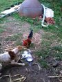 Dog v/s cock who win