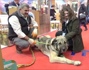 25 Bin TL Teklif Edilen Damızlık Köpeği Satmadı