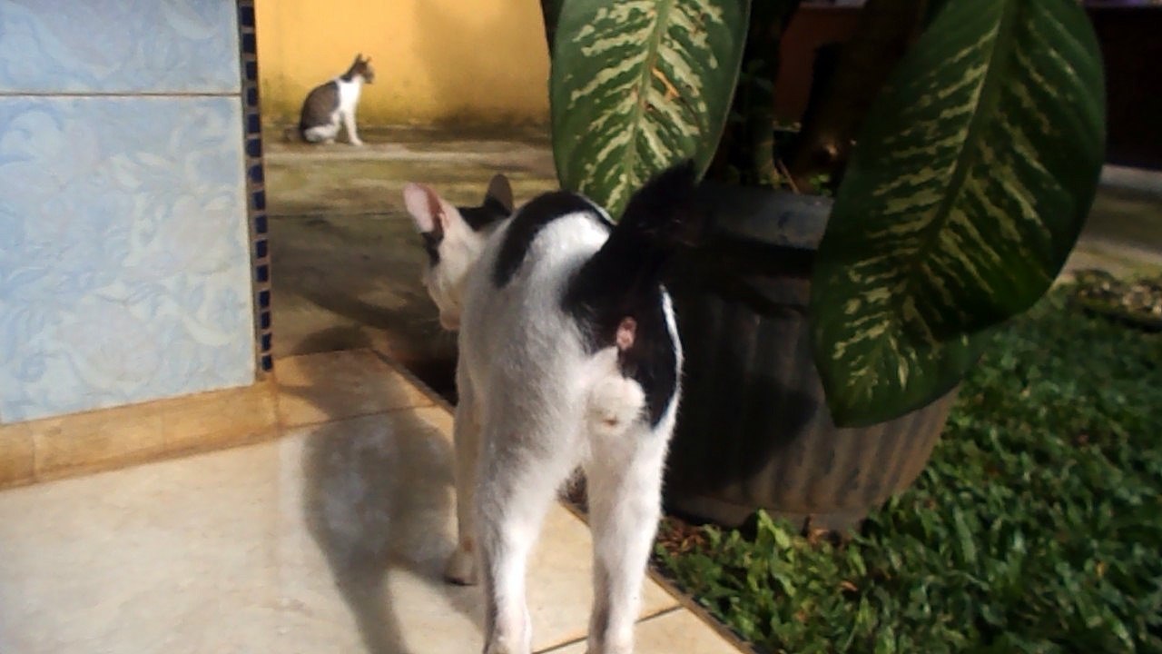 Funny cat video not compilation