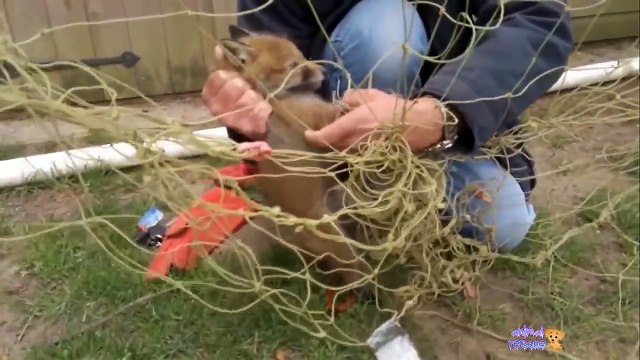 Люди приходят на помощь Добрые поступки человека Помощь животным