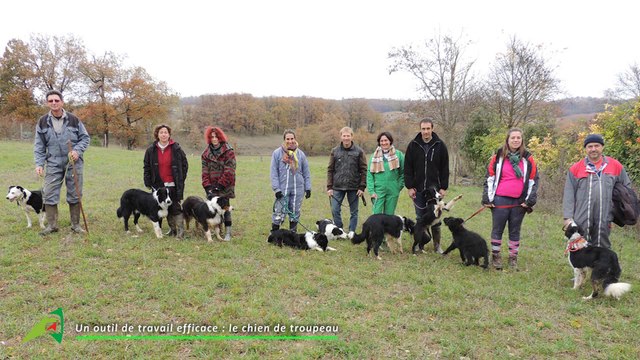 Video-Chiens-de-Troupeau-OVINS