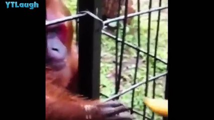 Funny Videos 2017 - HARDEST Try Not To Laugh Challenge..