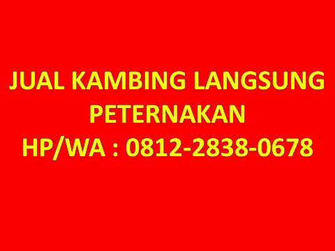 0812-2838-0678 (Tsel), Jual Kambing Etawa Kaligesing