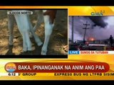 UB: Baka sa Ilocos Norte, ipinanganak na 6 ang paa