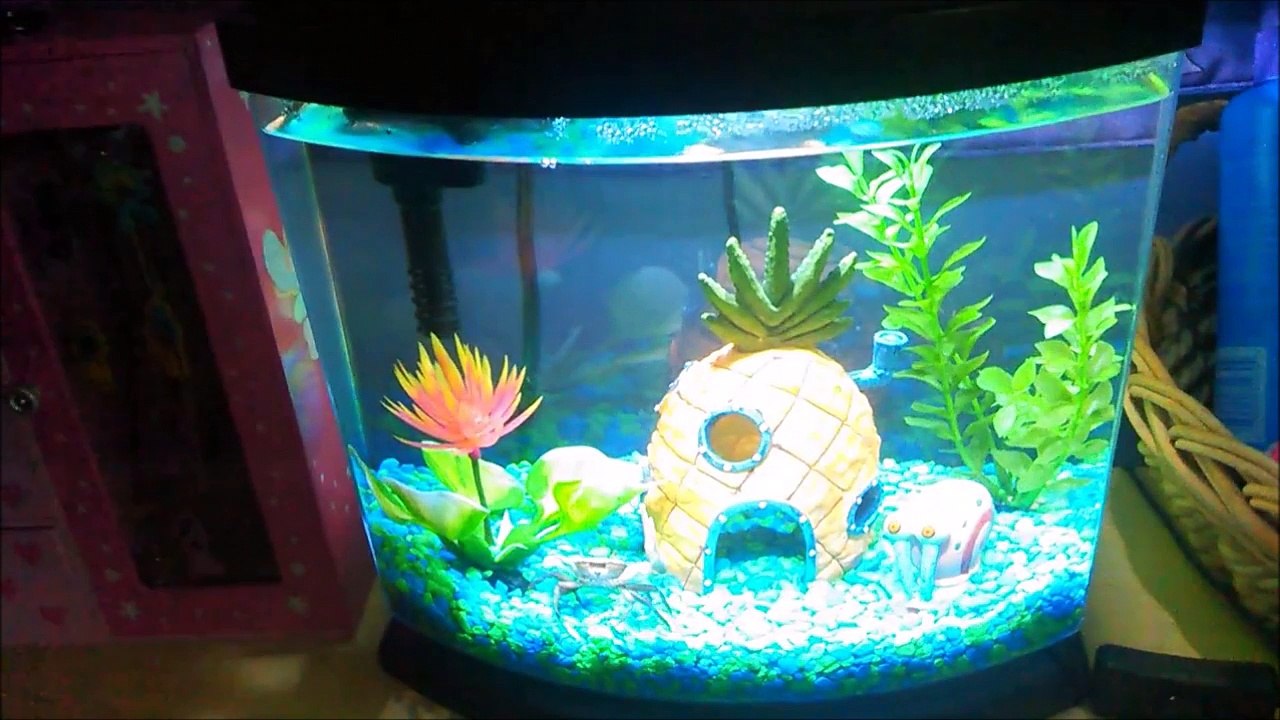 Quand ton crabe joue à cache-cache