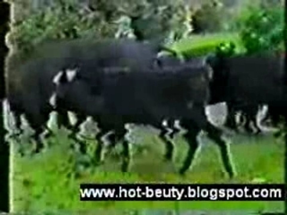Cow get Poo