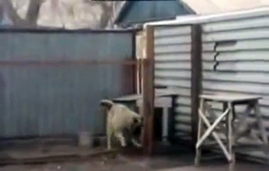собака танцует Супер приколы про животных Февраль  2014