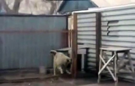 собака танцует Супер приколы про животных Февраль 2014