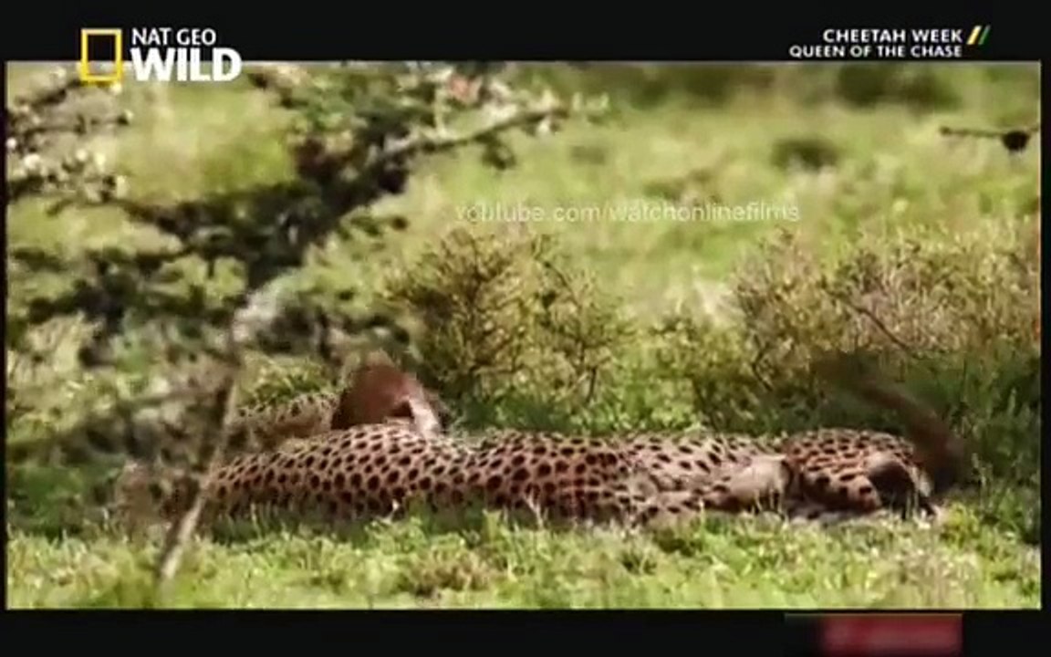 Cheetah : दुनिया का सबसे तेज जानवर - Full Hindi Mo