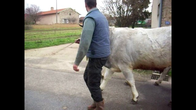 Séance de dressage de deux boeufs Gascons à Manziat (01) chez Laurent Janaudy.